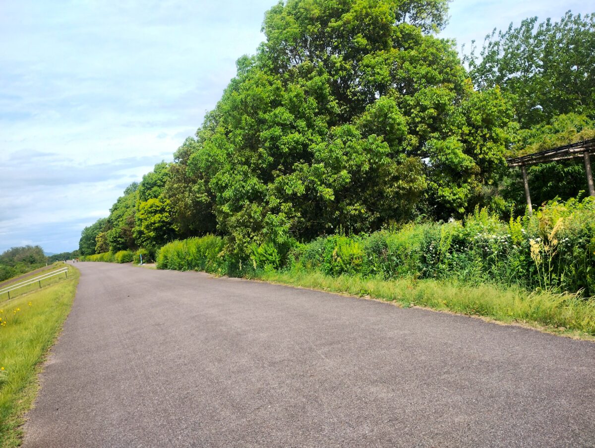 朝の光と風の中を歩く静かな散歩道