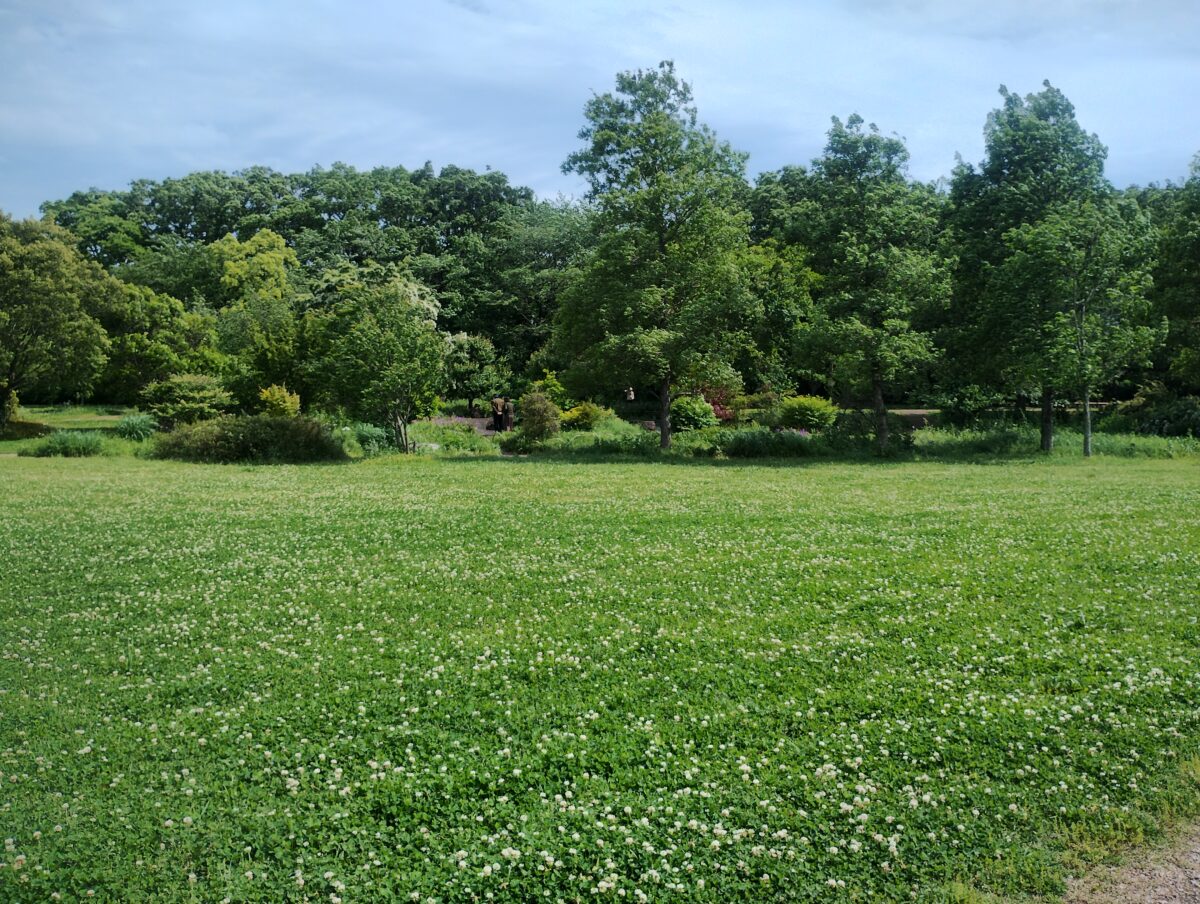 新緑の公園で広がる青空と芝生の風景