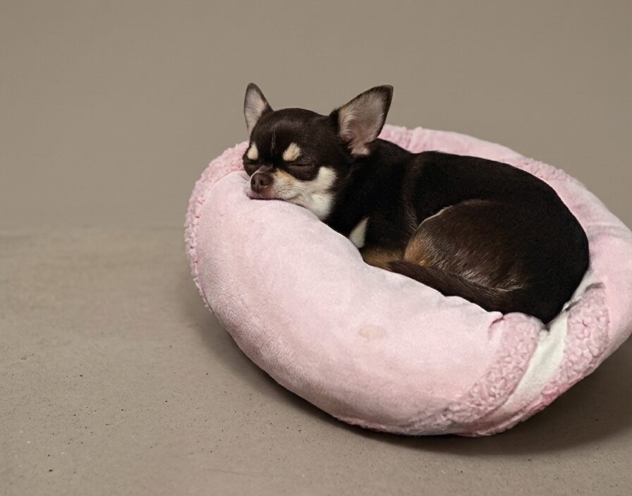 静かな部屋で気持ちよさそうに眠る犬