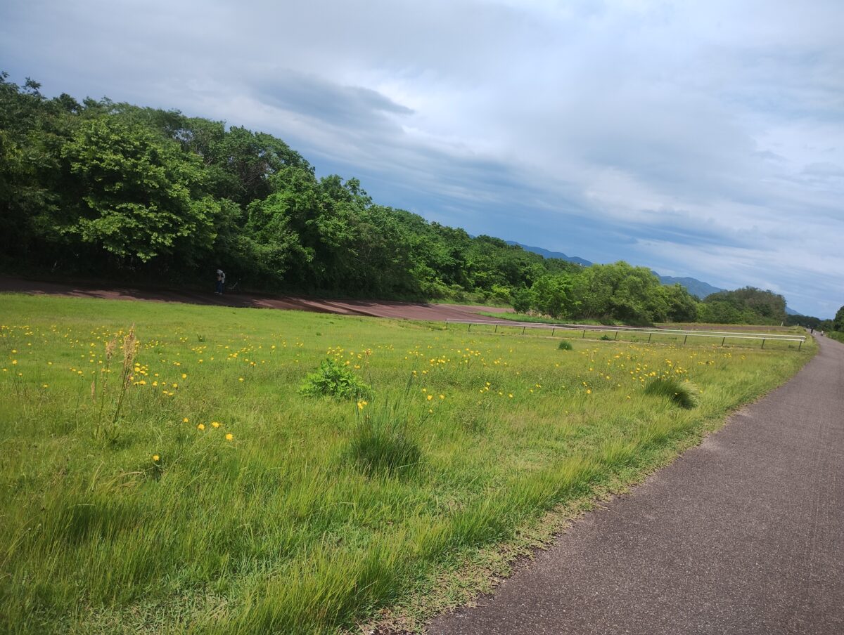 新緑の中をまっすぐ続く道と空