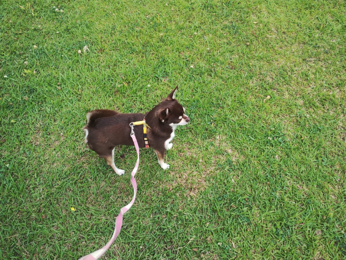 芝生の上を散歩するチワワを上から見た様子のアイキャッチの写真