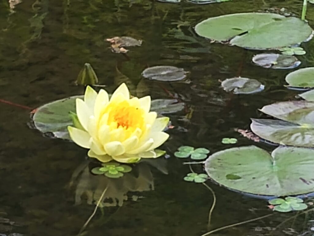 水面に咲く黄色い睡蓮の花